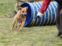 Agility